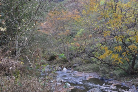 桐生川沿いの紅葉