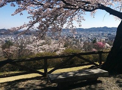 桜の木の下にあるベンチと景色
