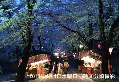赤城南面千本桜まつり2018夜桜の様子