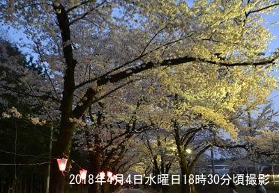 赤城南面千本桜まつり2018夜桜の様子