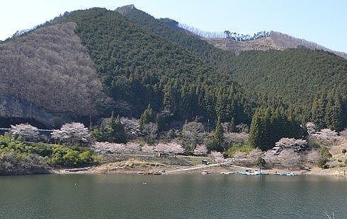 ボート乗り場周辺の桜