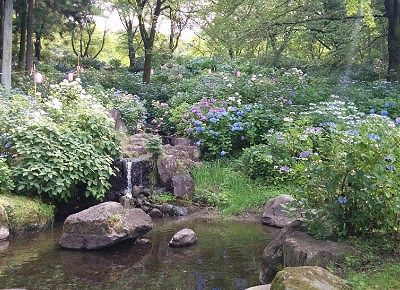 日本庭園と紫陽花