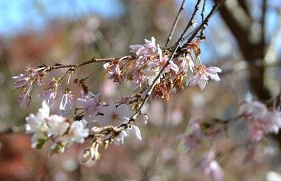 冬桜の花