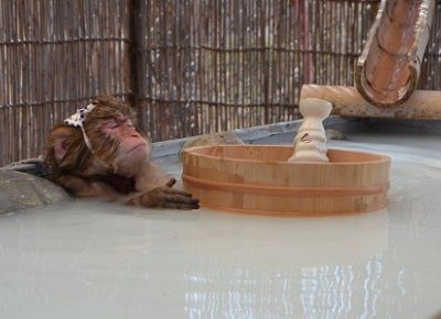 ウットリ顔で入浴してる猿