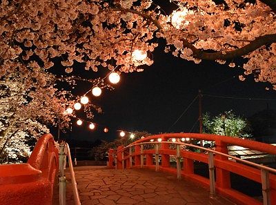 赤い橋と桜