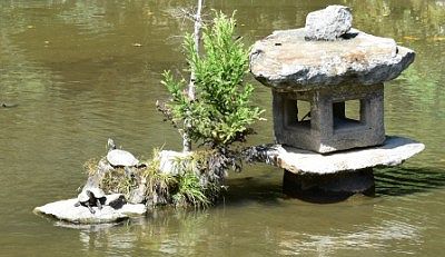池の亀