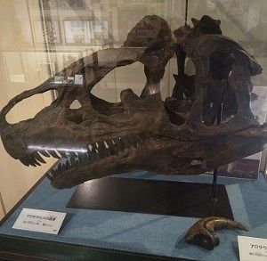 恐竜の骨