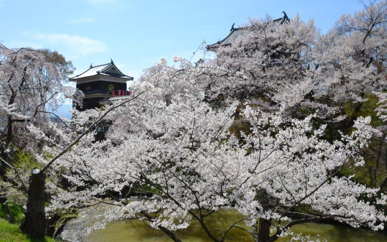桜と城とお堀