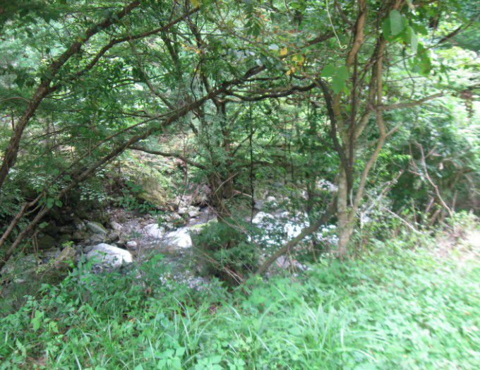 桐生川源流林の風景