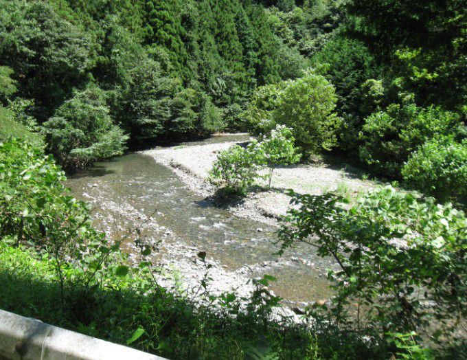 桐生川源流林の風景