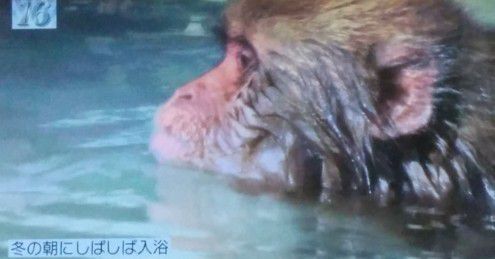 草津温泉に入る猿
