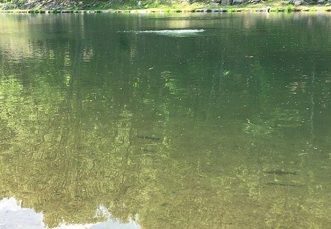 ルアーポンド池で見えた魚影