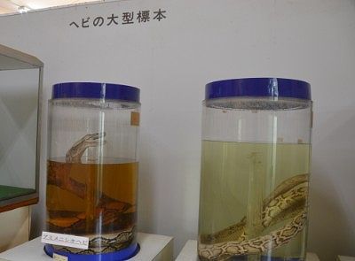 ヘビの大型標本